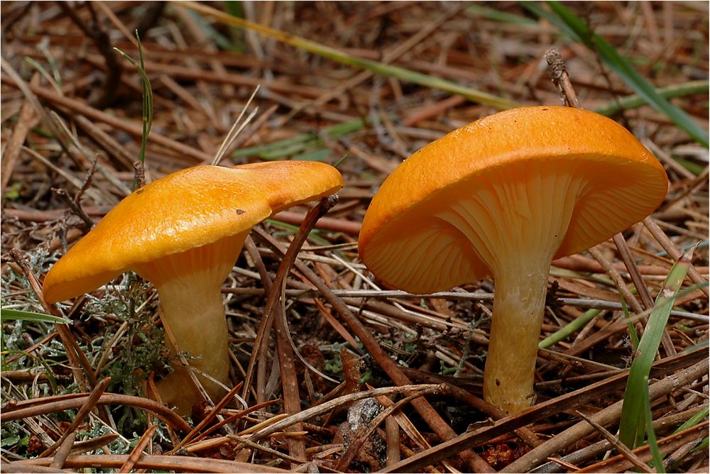 Hygrophorus sp.